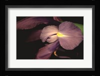 Sweet Iris II Framed Print