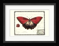 Butterfly Prose I Framed Print