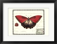 Butterfly Prose I Framed Print