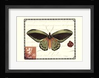 Butterfly Prose II Framed Print