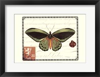 Butterfly Prose II Framed Print
