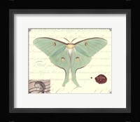 Butterfly Prose VI Fine Art Print
