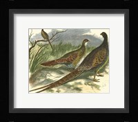 Semmering Pheasant Fine Art Print