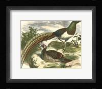 Amherst Pheasant Fine Art Print