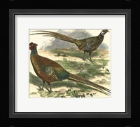 Bohemian Pheasant Fine Art Print