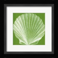 Saturated Shells II Framed Print