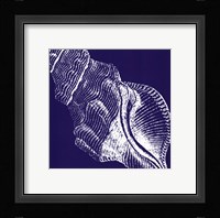 Saturated Shells III Framed Print