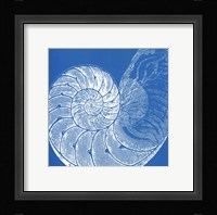 Saturated Shells IV Framed Print