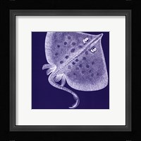 Saturated Sealife III Framed Print