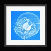 Saturated Sealife IV Framed Print