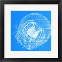 Saturated Sealife IV Framed Print