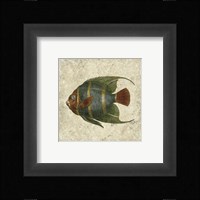 Angel Fish I Fine Art Print