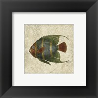 Angel Fish I Framed Print