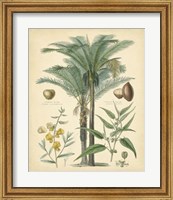 Fruitful Palm I Fine Art Print