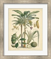 Fruitful Palm II Fine Art Print