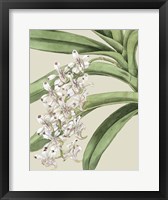 Orchid Blooms I Fine Art Print
