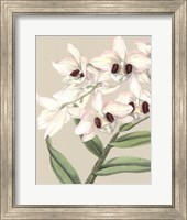 Orchid Blooms II Fine Art Print