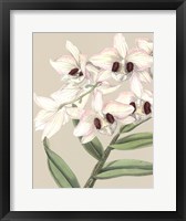 Orchid Blooms II Fine Art Print