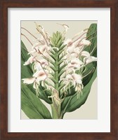 Orchid Blooms IV Fine Art Print