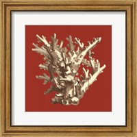 Coral on Red I Fine Art Print