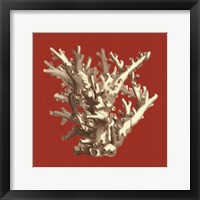 Coral on Red I Fine Art Print