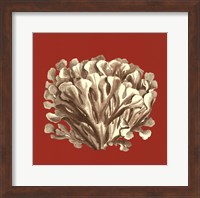 Coral on Red III Fine Art Print