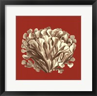 Coral on Red III Fine Art Print