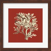 Coral on Red IV Fine Art Print