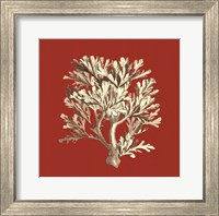 Coral on Red IV Fine Art Print