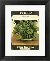 Turnip Framed Print