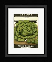 Lettuce Framed Print