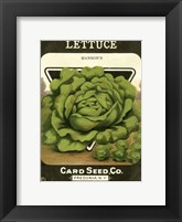 Lettuce Framed Print