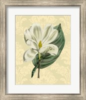 Magnolia with background (A) Fine Art Print