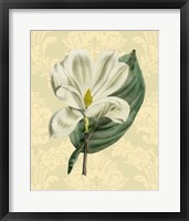 Magnolia with background (A) Fine Art Print
