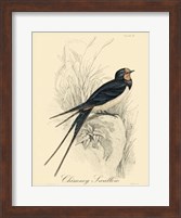 Printed Chimney Swallow (A) Fine Art Print