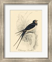 Printed Chimney Swallow (A) Fine Art Print