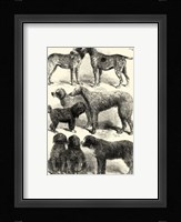 International Show Dogs, 1863  I Framed Print