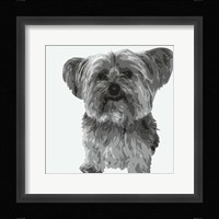 Yorkie Framed Print