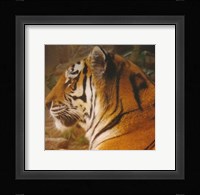 A True Phillies Fan - Philadelphia Zoo Framed Print