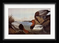 Canvas Backed Duck Framed Print
