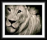 Mane Event Fine Art Print
