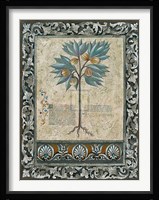 Fresco Botanica III Fine Art Print