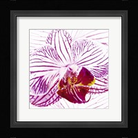 Orchid I Fine Art Print