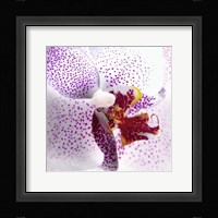 Orchid II Fine Art Print