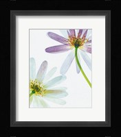 Translucence Fine Art Print