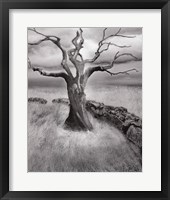 The Meadow Fine Art Print