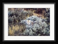 American Coyote Fine Art Print