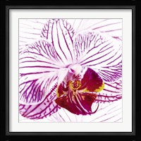 Orchid I Fine Art Print