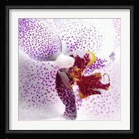 Orchid II Fine Art Print