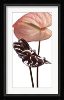 Anthurium Fine Art Print